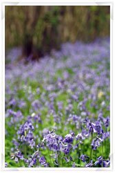 Now is the time to make your garden more inviting