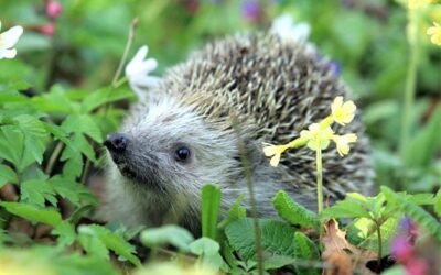 How to design and make a wildlife-friendly garden