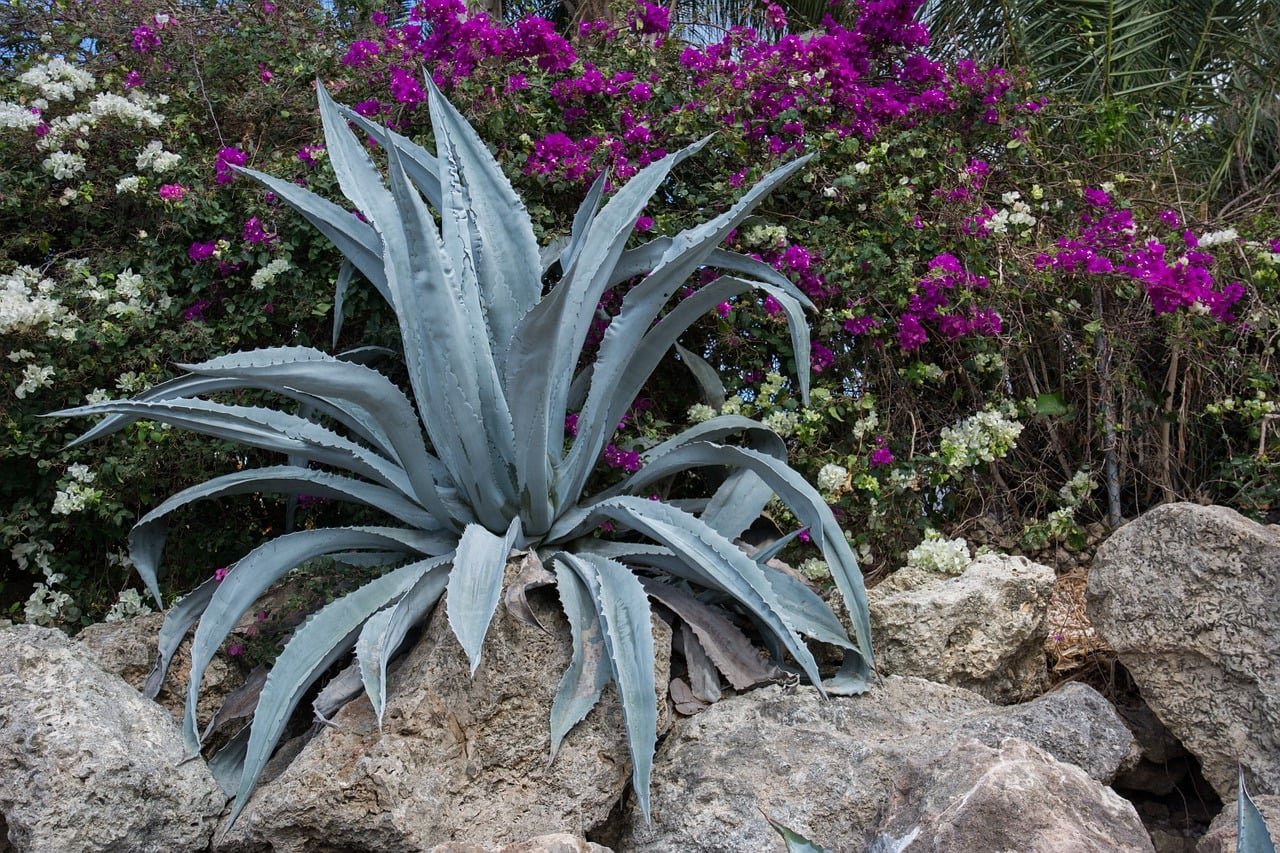 Planting out a rockery in a garden