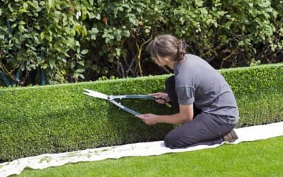 Creating a garden windbreak, our top tips