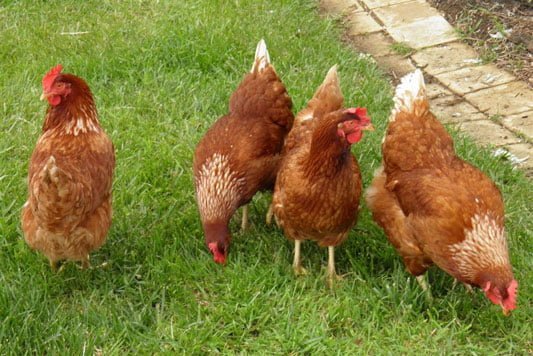 Chickens in the back garden