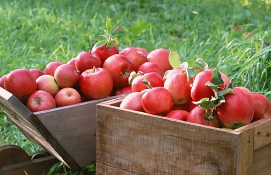 The best way to store fruit and veg