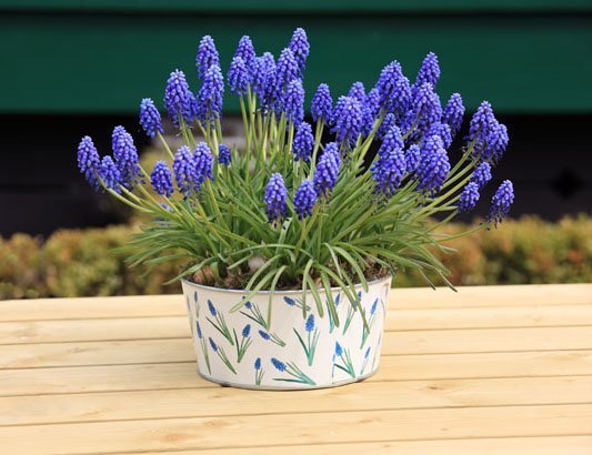 Grape hyacinth planted in pot