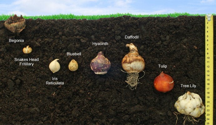 Planting bulbs at the perfect depth