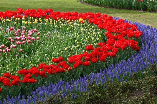 Planting bulbs in rows of colour for visual impact