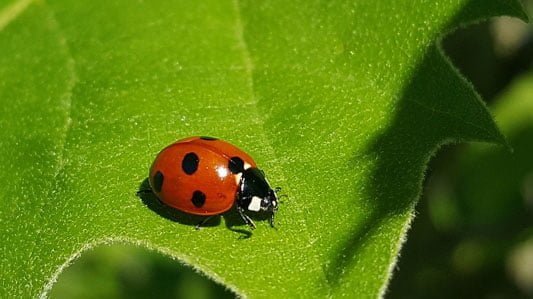 Ladybugs eat greenfly