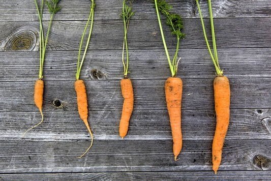 Organic veg patch