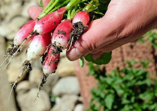 Do your bit for climate change in the garden