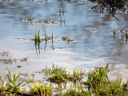 Advantages of having a rain garden