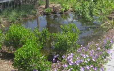 Your rain garden guide – construction, location, plants and more