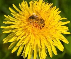 Gardening for bees; use your own garden to tackle global food security