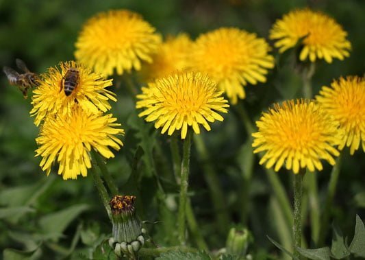 Leave weeds for bees and pollinators