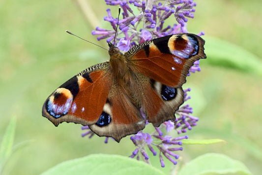 Planting for pollinators (Buddleia)