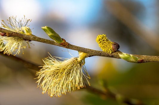 Planting for pollinators (Willow)