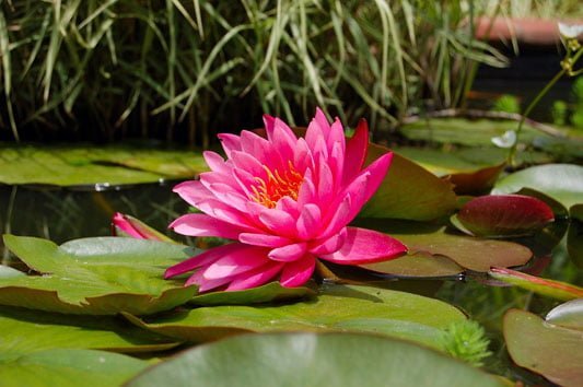 Ponds for pollinators