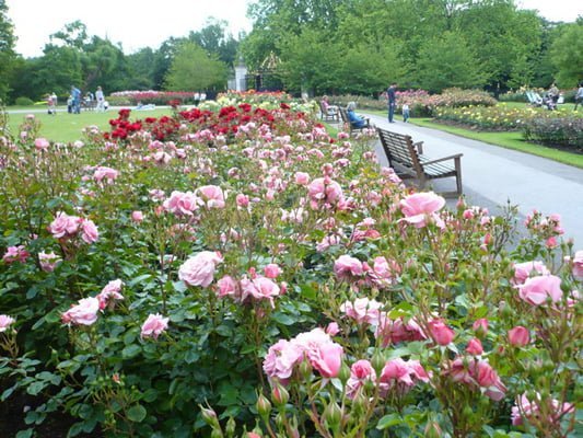 Regents Park Gardens - one of the best gardens to visit this summer