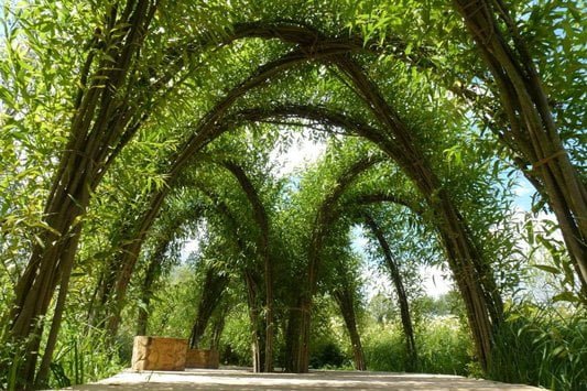 Living willow structures – grow your own gazebo, arches and pergolas