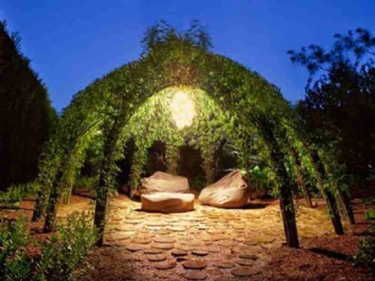 Living willow pergola