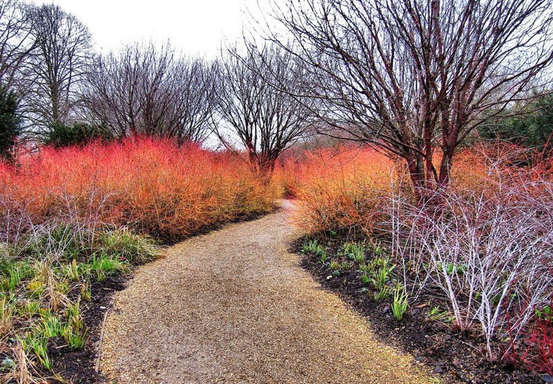 Anglesey Abbey - One of the best gardens to visit this winter?