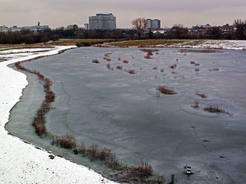 London Wetland Centre - One of the best gardens to visit this winter?